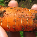 ママが選ぶ野菜はここ！野菜栽培士が絶賛の農家がそろう！