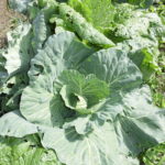 血圧を下げる食事はこれだ！美味安全野菜栽培士がレシピも紹介！