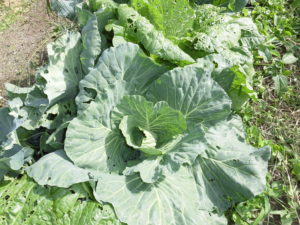 血圧を下げる食事はこれだ！美味安全野菜栽培士がレシピも紹介！