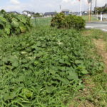 【ニンジン園】ブログ変更しました!秋野菜スタート!