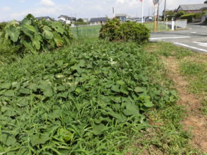 【ニンジン園】ブログ変更しました！秋野菜スタート！