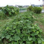 【ニンジン園】イチジクの収穫とニンニクの植え付け!