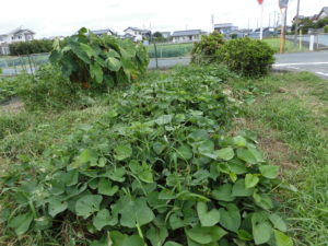 【ニンジン園】イチジクの収穫とニンニクの植え付け!