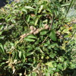 【ニンジン園】秋冬野菜の植え付け!