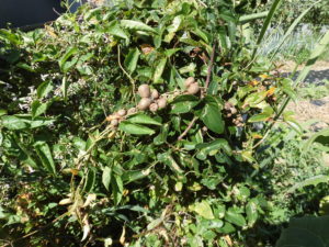 【ニンジン園】秋冬野菜の植え付け!