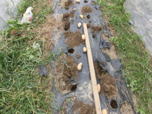 【ニンジン園】晩夏の菜園!それにしても暑い!野菜も大変?