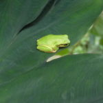 【ニンジン園】菜園は秋模様です！いつの間にか季節は進んでいます