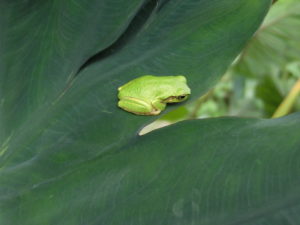 【ニンジン園】菜園は秋模様です！いつの間にか季節は進んでいます