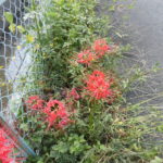 【ニンジン園】いよいよ始まった、極早生玉ねぎの植え付け！