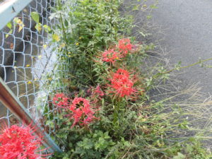 【ニンジン園】いよいよ始まった、極早生玉ねぎの植え付け！