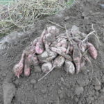 【ニンジン園】サツマイモの収穫！結構採れた！