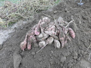 【ニンジン園】サツマイモの収穫！結構採れた！