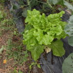 【ニンジン園】秋冬野菜の種まきや植え付けが終了です!