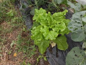 【ニンジン園】秋冬野菜の種まきや植え付けが終了です！