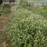 【ニンジン園】大根の収穫が始まりました!発芽から成長の葉物野菜!