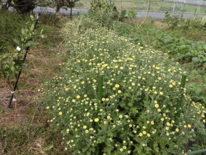 【ニンジン園】大根の収穫が始まりました!発芽から成長の葉物野菜!