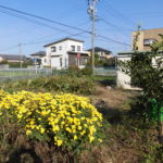 【ニンジン園】食用菊が咲きました！秋の楽しみです。秋冬野菜も！