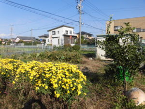 【ニンジン園】食用菊が咲きました！秋の楽しみです。秋冬野菜も！