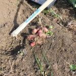 美味安全野菜栽培士が菜園を公開!アンデス系じゃが芋とキャベツの収穫!