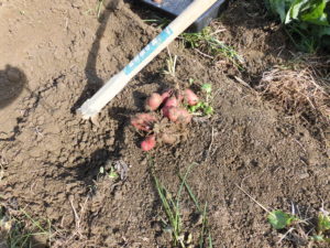 美味安全野菜栽培士が菜園を公開!アンデス系じゃが芋とキャベツの収穫!