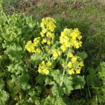 美味安全野菜栽培士が菜園を公開!明けましておめでとう!