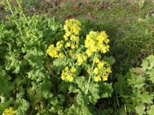 美味安全野菜栽培士が菜園を公開！明けましておめでとう！