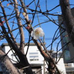 美味安全野菜栽培士が菜園を公開!早くも梅が開花!