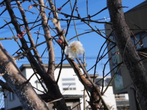 美味安全野菜栽培士が菜園を公開！早くも梅が開花！