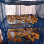 野菜栽培士が菜園を公開！冬の楽しみ「干し芋」作成しました！