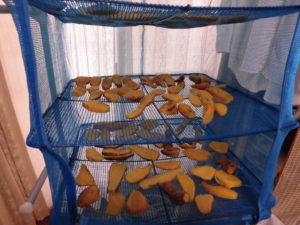 野菜栽培士が菜園を公開！冬の楽しみ「干し芋」作成しました！