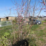 野菜栽培士が菜園を公開！極早生玉ねぎの収穫と早春の様子です！