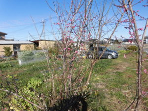 野菜栽培士が菜園を公開!極早生玉ねぎの収穫と早春の様子です!