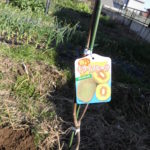 野菜栽培士が菜園を公開!キューイフルーツの棚の作成設置!