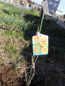 野菜栽培士が菜園を公開！キューイフルーツの棚の作成設置！