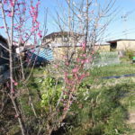 野菜栽培士が菜園を公開!立春の菜園で今年の豊作を祈る!