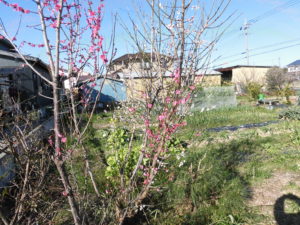 野菜栽培士が菜園を公開！立春の菜園で今年の豊作を祈る！