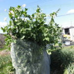 野菜栽培士が菜園を公開!菜園の春の花々と「きぬさや」の収穫!