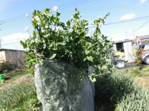 野菜栽培士が菜園を公開！菜園の春の花々と「きぬさや」の収穫！