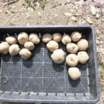 野菜栽培士が菜園を公開!春のジャガイモの植え付け!