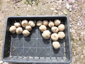 野菜栽培士が菜園を公開！春のジャガイモの植え付け！