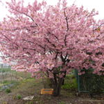 野菜栽培士が菜園を公開!春大根の種まきと根深ねぎの植え付け!
