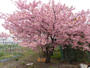 野菜栽培士が菜園を公開!春大根の種まきと根深ねぎの植え付け!