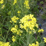 野菜栽培士が菜園を公開！ジャガイモが霜で全滅！？