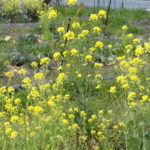 野菜栽培士が菜園を公開！ジャガイモの発芽と大根の発芽！