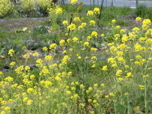 野菜栽培士が菜園を公開！ジャガイモの発芽と大根の発芽！
