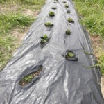 春じゃがの植え付けのタイミングと上手な管理法