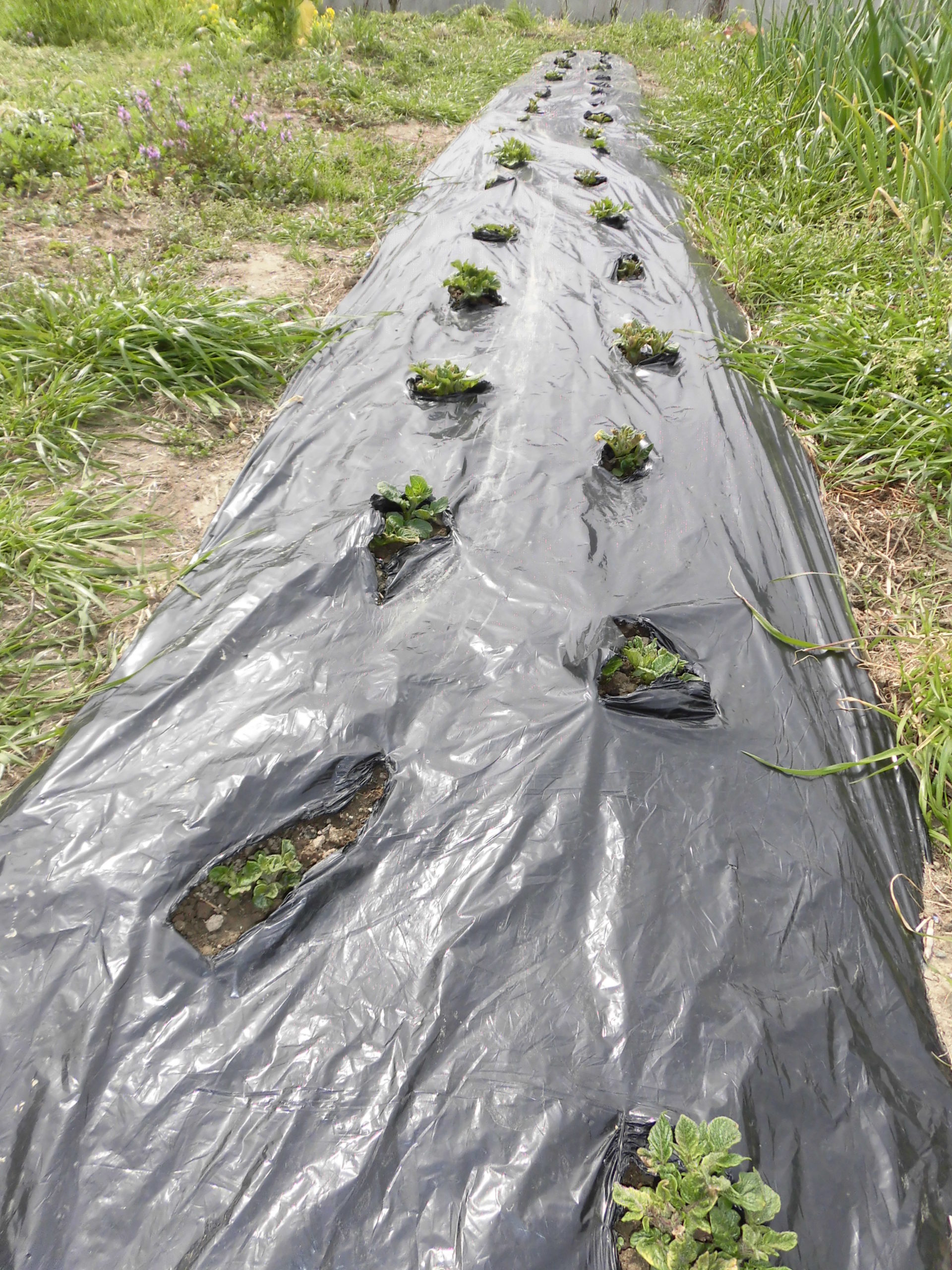 春じゃがの植え付けのタイミングと上手な管理法
