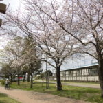 野菜栽培士が菜園を公開！ジャガイモが復活！春の息吹が来ています！