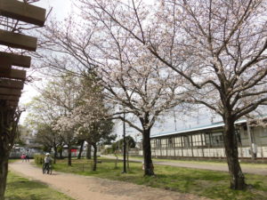 野菜栽培士が菜園を公開!ジャガイモが復活!春の息吹が来ています!