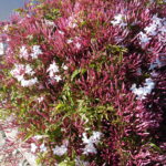 野菜栽培士が菜園を公開！玉ねぎ（中生）とその他の収穫！